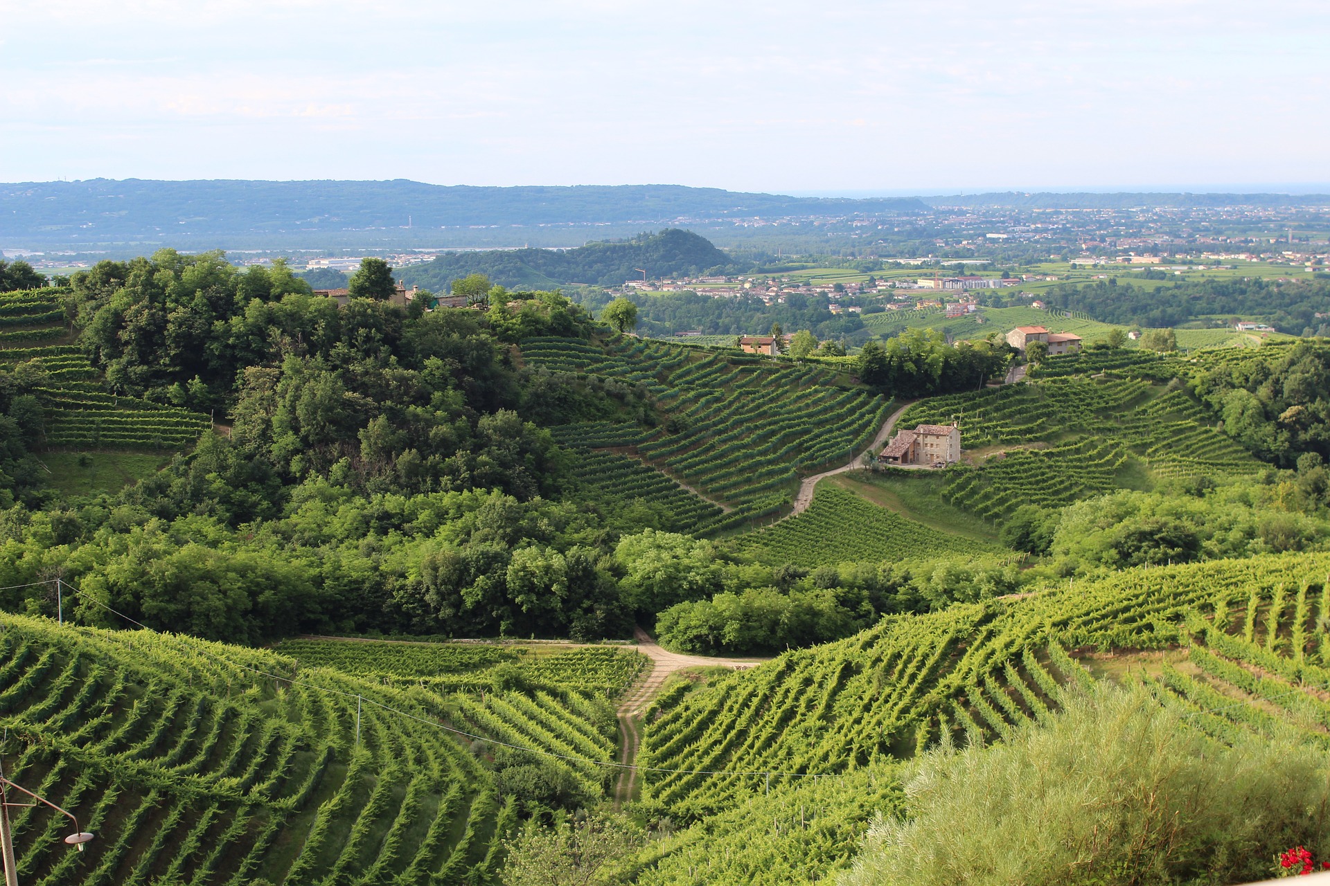 Treviso Vineyards